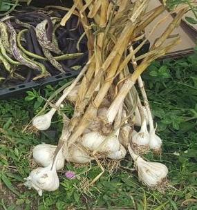 garlic