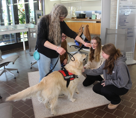 therapy dogs
