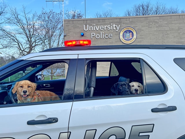 dogs in car