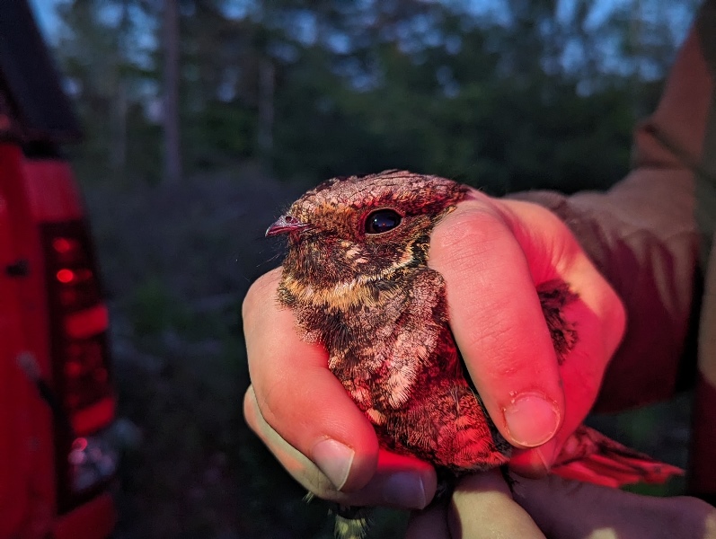 bird in hand